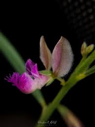 Image result for Polygala erioptera