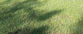 Check spelling or type a new query. Bahia Grass Paspalum Notatum Pensacola