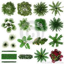 Tropical Plants Collection Top View Tree Photoshop Trees Top View Landscape Design