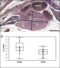 It is a muscular organ with four chambers. Sublethal Exposure To Crude Oil During Embryonic Development Alters Cardiac Morphology And Reduces Aerobic Capacity In Adult Fish Pnas