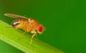 The 10 Most Common Fruit Fly Questions Answered