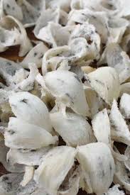 Lalu pada bagian ekor ia. Sarang Burung Walet Birdnet Kk Sabah Malaysia Home Facebook