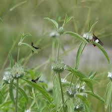 Image result for Acrotome inflata