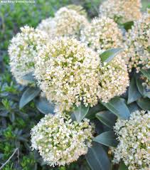 On female plants flowers are followed by small, round, red fruit that persists through winter. Skimmia Japonica Moerings1 White Dwarf Havlis Cz