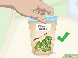 Usted también puede encontrar imágenes de growing cilantro, cilantro plant, cilantro leaves. 5 Ways To Grow Cilantro Indoors Wikihow