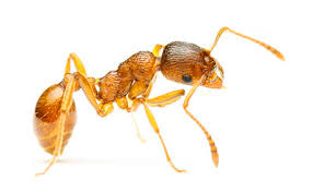 Carpenter ant infestation can potentially be a problem if undetected and/or left untreated. Ants Pest Control Brampton Ant Control Service Gta