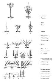 Typse De Taille En Espalier D Arbre Fruitier Arbre Fruitier Taille Arbre Fruitier Espalier