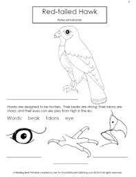 Birds Of Hunting Red Hawk Worksheet From Pocketmousepublishing Com Red Tailed Hawk Bird Crafts Hawk
