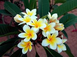 Frangipani Which Are The Sweetest Smelling Flowers Types Of Flowers Pretty Flowers Frangipani