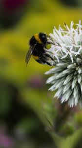 Image result for Bombus polaris