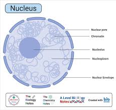 Check spelling or type a new query. Nucleus Definition Structure Composition Functions Worksheet