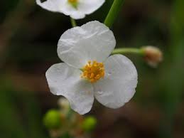 Image result for Lophiocarpus tenuissimus