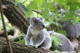 Studying australia opens up many opportunities for your students to learn. A List Of Australian Outback Animals Found In The Opal Fields Opal Auctions