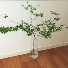 ニトリの花瓶とドウダンツツジの枝物 インテリア 枝 観葉植物 ディスプレイ 花瓶アレンジメント