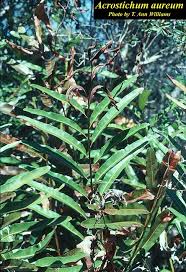 Image result for Acrostichum aureum