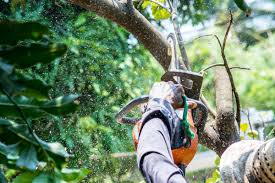  Hazard Tree Removal
