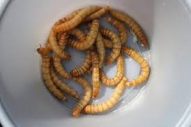 There are stories of superworms eating through leopard geckos (can be seen on this thread) and causing havoc, but i know of way too many leopard gecko owners feeding. Can Mealworms Cause Impaction In Leopard Geckos Reptile Jam