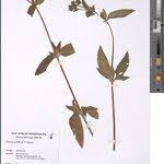 Image result for Pentas herbacea