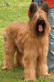 Berger De Brie Briard Dog Hog Dog Beautiful Dog Breeds