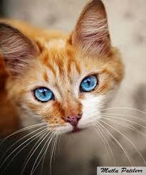 Kedilerin Gozunden Dunya Nasil Gorunur Hayvan Yavrusu Cute Kittens Hayvan