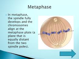 During mitosis, cells are produced that are genetically identical to the parent, or clones. Prophase Metaphase Mitosis Start Anaphase Telophase Ppt Video Online Download