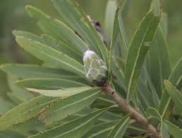 Image result for Protea gaguedi