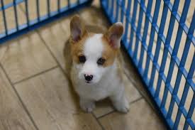 Informations about breeding corgi puppies corgi puppies for sale. Manhattan Puppies Corgi Puppies Manhattan Puppies Kittens