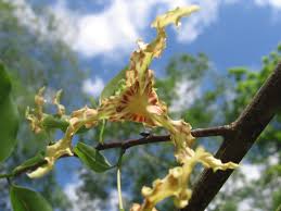 Image result for Monodora grandidieri