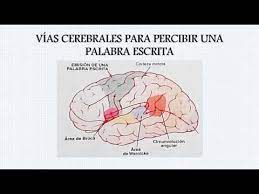 La persona diagnosticada presenta dificultades al hablar, su discurso se ralentiza, hace pausas muy largas y no se conjugan los verbos. Afasia De Broca Y Wernicke Youtube