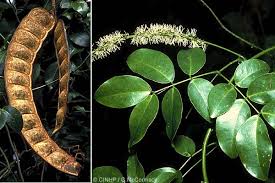 Image result for Entada stuhlmannii