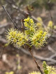 Image result for Combretum apiculatum