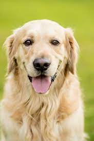 Dog Golden Retriever Goldenretriever Golden Retriever Dogs Golden Retriever Small Dog Breeds