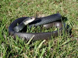 Commonly Confused Snakes In Central Florida Natural Resources