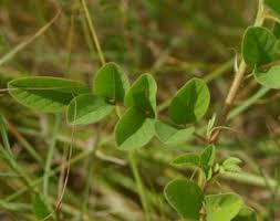 Image result for Indigofera hirsuta