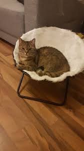 Wenn deine katze sich unwohl fühlt, dann pinkelt sie in deine wohnung. Kater Pinkelt Ganze Wohnung Voll Unsauberkeit Lasst Sich Losen