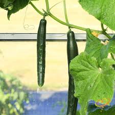 Image result for Cucumis cinereus