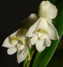 Image result for Polystachya virginea