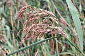 Image result for Phragmites australis