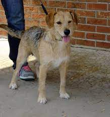 Meet Lily A Petfinder Adoptable Terrier Dog Cape Girardeau Mo Lily Is 2 Years Old She Is Good With Children And Ot Humane Society Dogs Dogs Terrier Dogs
