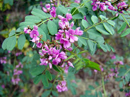 Image result for Indigofera transvaalensis