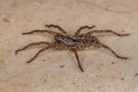 Descubra se uma aranha é macho ou fêmea pelo tamanho. Aranha De Jardim Inofensiva Ou Venenosa Descubra Guia Animal
