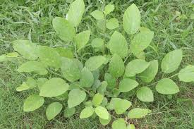 Image result for Pleurolobus