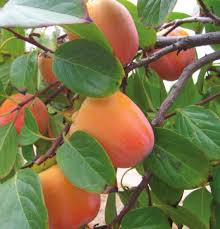 Image result for Diospyros truncatifolia