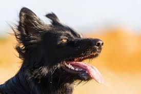Auf dieser seite ist es möglich für seinen altdeutschen hütehund ein neues zuhause zu finden. Altdeutscher Hutehund Welpenknigge De