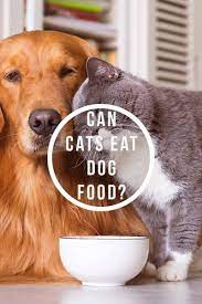 Can Cats Eat Dog Food Comparing Cat And Dog Diets Dog Food Recipes Cat Nutrition Cat Care