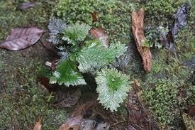 Image result for Trichomanes