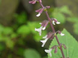 Image result for Orthosiphon thymiflorus