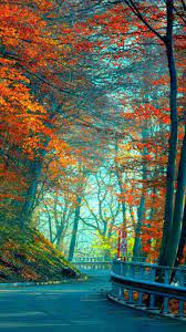 Wood Bridge In Autumn Forest Best Hd Wallpapers For Iphone And Tree Road Wallpaper Autumn Forest Pretty Wallpapers