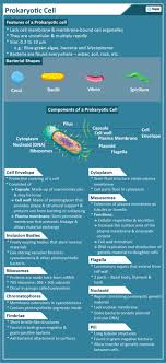 Size of animal cell in standard form. Prokaryotic Cell Components Examples With Questions And Videos