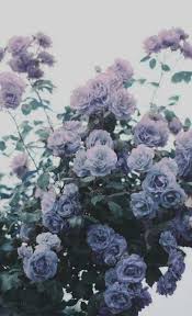 Super Plants Tumblr Wallpaper Wallpapers Ideas Flower Aesthetic Blue Aesthetic Pastel Lavender Aesthetic